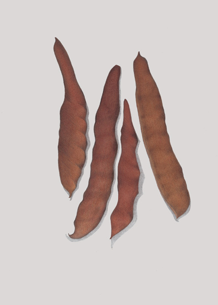 Image of Beans